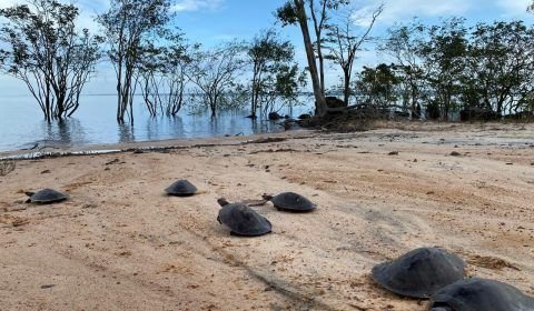 Polícia Federal apreende 42 quelônios e 8kg de skunk em embarcação