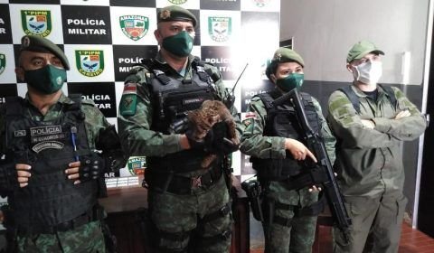 Polícia ambiental resgata filhote de onça que entrou em residência no Amazonas