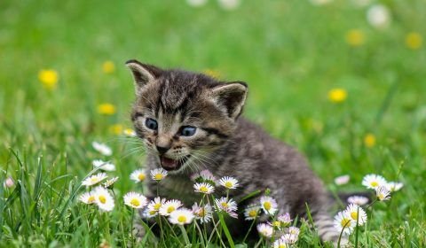 Homem é autuado por arremessar gato em parede