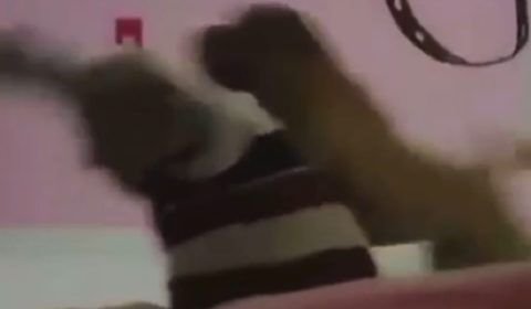 'Patixa Teló' é ataca e tem cabeça mordida por cachorro enfurecido