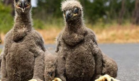 Cinco piores mães do reino animal