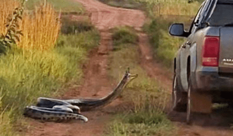 Cinco cobras gigantes capturadas
