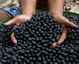 Açaí brasileiro conquista mercado chinês