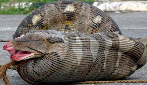 Cobras que se arrependeram amargamente