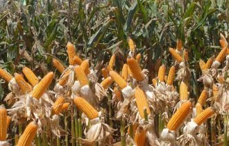 Índice de preços globais de alimentos sobe pelo 3º mês seguido