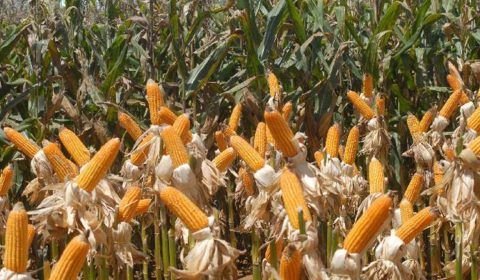 Índice de preços globais de alimentos sobe pelo 3º mês seguido