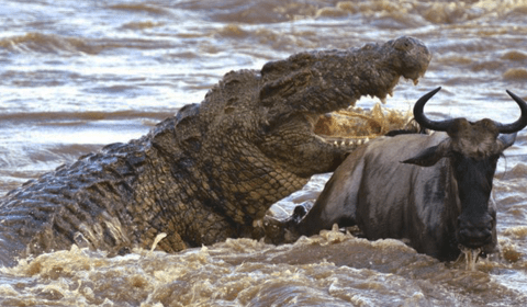 Crocodilo tem mordida mais forte do mundo