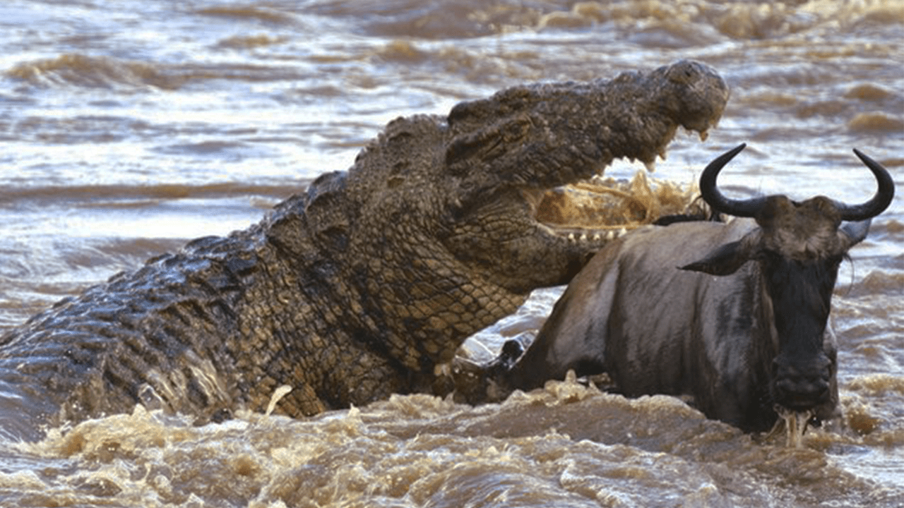 Crocodilo Tem Mordida Mais Forte Do Mundo