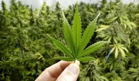 Associação no AM ganha autorização para plantio de maconha para fins medicinais