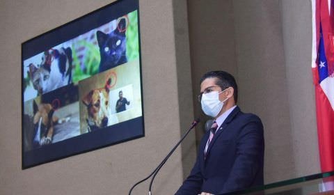 PL de João Luiz prevê captura, esterilização e marcação de animais de rua no Estado