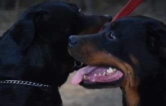 Bebê de 10 meses morre após ser atacado por Rottweilers