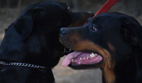 Bebê de 10 meses morre após ser atacado por Rottweilers
