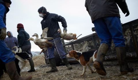 Especialistas chineses que identificaram a Covid-19 alertam para o risco do vírus da gripe H5N8