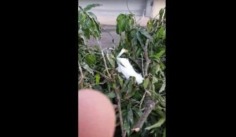 Pássaros são mortos durante ‘corte de árvores’ pela prefeitura de Santarém