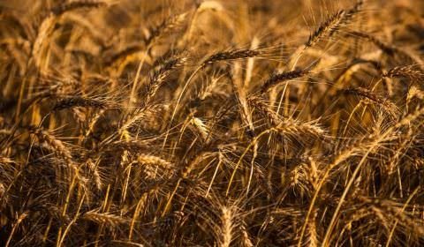 Mesmo com queda, IBGE estima safra recorde para este ano