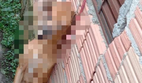 Homem mata cachorro de vizinho e pendura em grade de janela em Manaus
