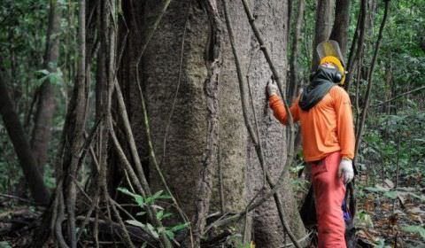 Governo estuda concessão de cinco áreas florestais no Amazona
