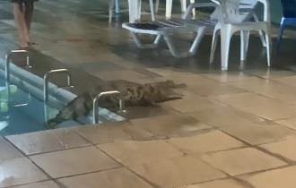 Jacaré entra em piscina do Bosque Clube na Constantino Nery (Veja o vídeo) 