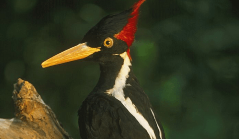 Espécie de pica-pau que inspirou desenho animado será declarada extinta