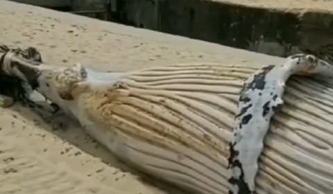 Cadáver de baleia é retirado da praia do Leblon neste sábado