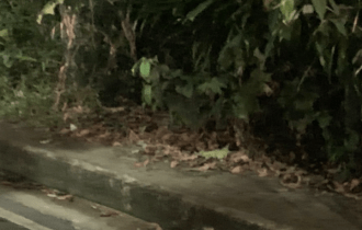 Com mãos e pés amarrados, homem é executado com tiros no ouvido, no Planalto; imagens fortes