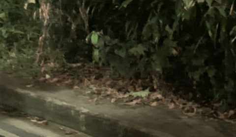 Com mãos e pés amarrados, homem é executado com tiros no ouvido, no Planalto; imagens fortes