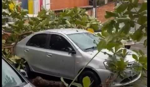 Árvore desaba sobre carro e deixa trânsito caótico em Manaus