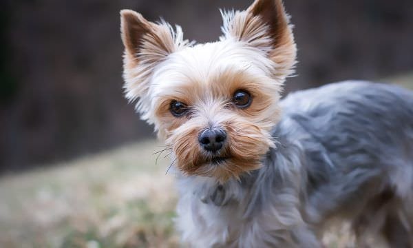 Pets podem desenvolver câncer de mama