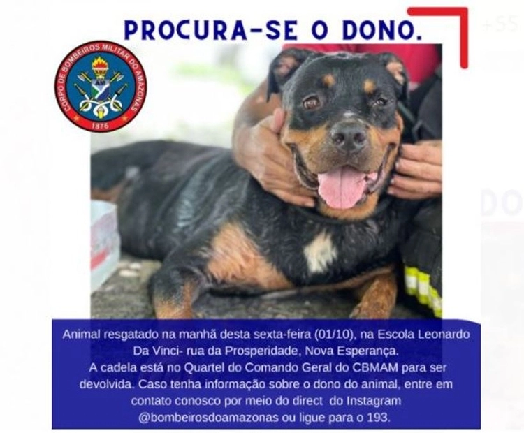 Rottweiler invade escola e causa pânico entre funcionários e estudantes