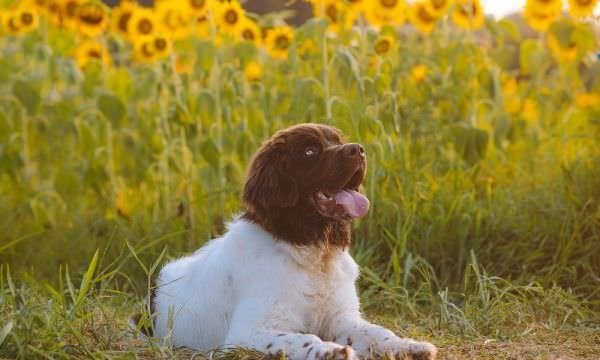 Pets precisam de cuidados específicos durante a Primavera