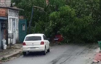 Árvores, casas e muros desabam durante chuva em Manaus