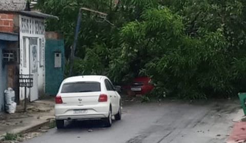 Árvores, casas e muros desabam durante chuva em Manaus