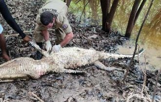 Homem é devorado por jacaré no Amazonas