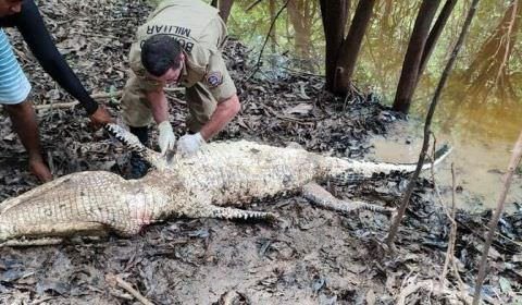 Homem é devorado por jacaré no Amazonas