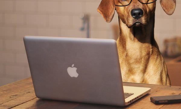 Compras e informações veterinárias online devem seguir em alta