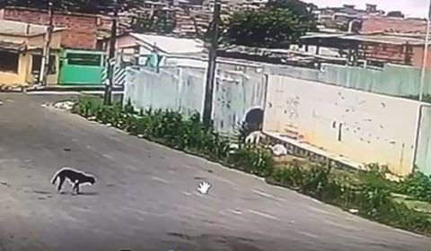 Após matar cadela a facadas, homem é preso em Manaus; vídeo