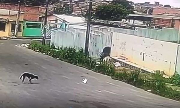 Após matar cadela a facadas, homem é preso em Manaus; vídeo