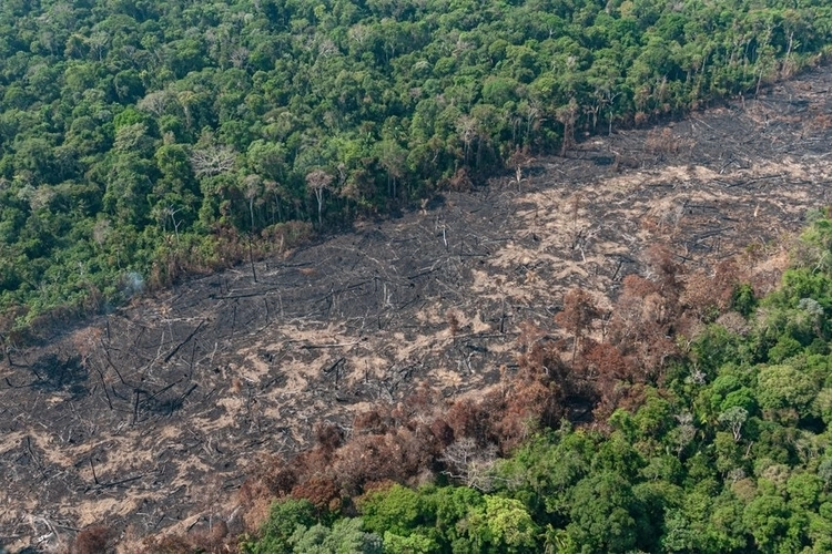 Intervenções na Amazônia podem gerar epidemias, diz historiador da Fiocruz