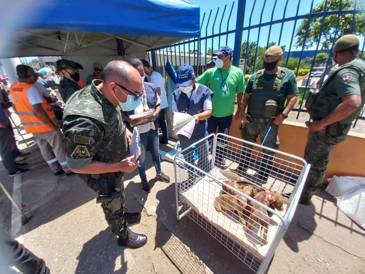 Mais de 50 animais são resgatados de feira clandestina