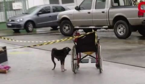 Urgente: cadeirante é encontrada morta em posto de gasolina na Ponta Negra e cachorro guarda o corpo