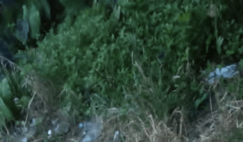 Urgente: jovem é encontrado morto atrás do Mercado Municipal