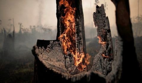 Brasil discute antecipar meta de fim do desmatamento ilegal