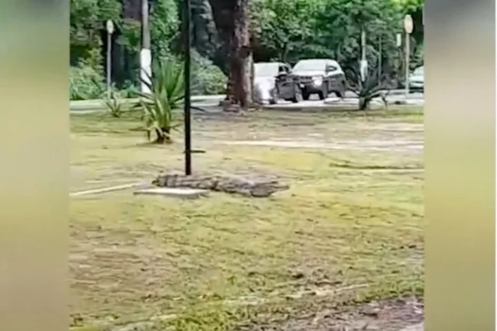 Urgente: Jacaré é flagrado passeando na Bola das Letras, em Manaus; veja vídeo