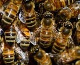 Abelhas nativas são as mais atingidas por pesticidas, mas legislações vigentes não consideram o grupo