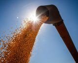 Safra de cereais e leguminosas no Amazonas deve ter redução de 16% em 2026