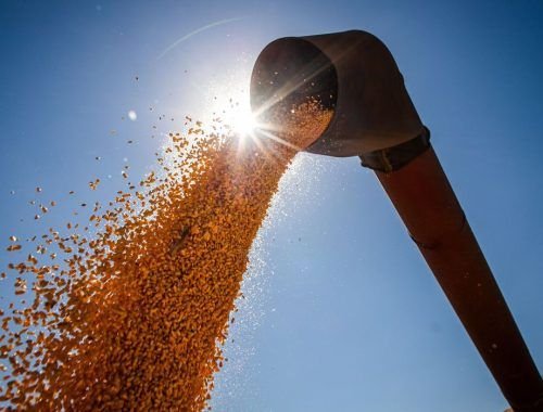 Safra de cereais e leguminosas no Amazonas deve ter redução de 16% em 2026