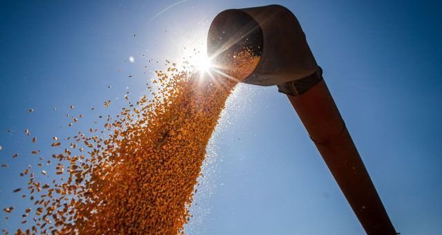 Safra de cereais e leguminosas no Amazonas deve ter redução de 16% em 2026