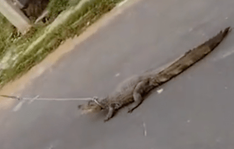 Jovem trata jacaré como cachorro em Manaus e causa revolta nas redes sociais; veja vídeo