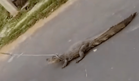 Jovem trata jacaré como cachorro em Manaus e causa revolta nas redes sociais; veja vídeo