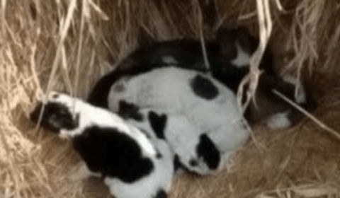 ‘O amor salva’: bebê recém-nascida é abandonada no frio e acaba salva por cachorrinhos; veja